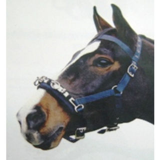 Kincade Co-Ord Lunge Cavesson