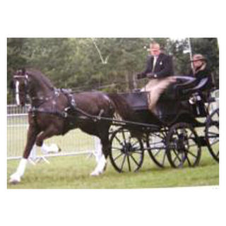 Elite Harness - Single