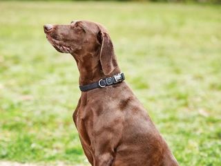 WeatherBeeta Elegance Dog Collar