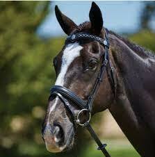 Kincade Chain Flash Bridle