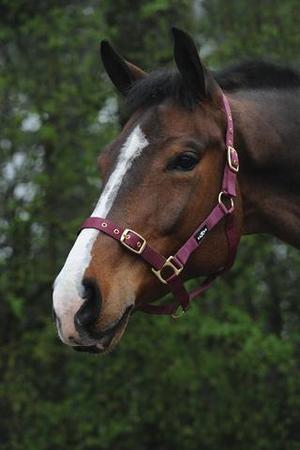 Saxon Nylon Brass Buckle Headcollar