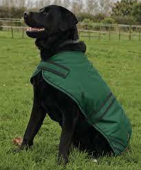 Cavallino Burghley Dog Coat