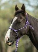 Pony Saxon Two Tone Rope Headcollar & Lead Set