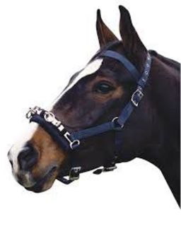 Kincade Co-Ordinate Lunge Cavesson