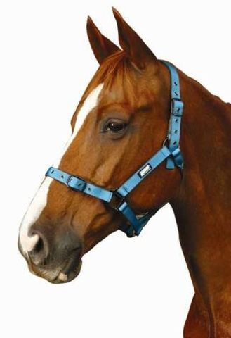 Roma Coordinate Headcollar