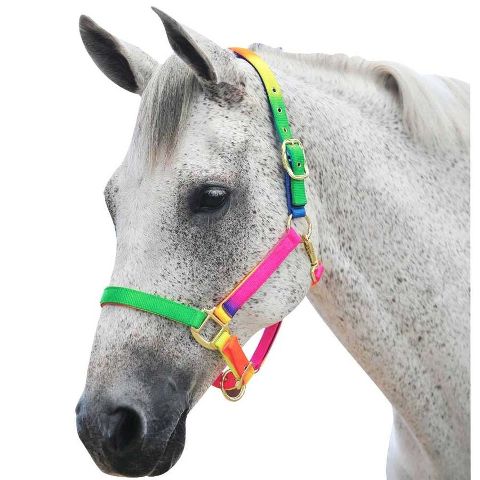 Roma Rainbow Headcollar